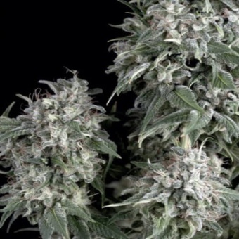 картинка White Widow от магазина Semki