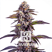 картинка Blackberry Moonrocks Auto от магазина Semki