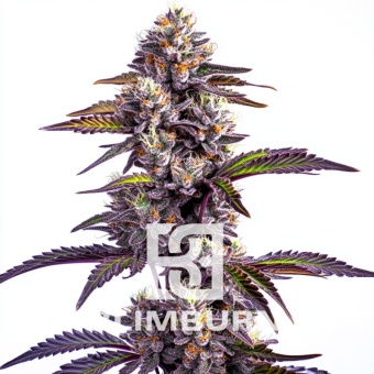 картинка Blackberry Moonrocks Auto от магазина Semki