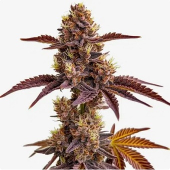 картинка Gorilla Sherbet от магазина Semki