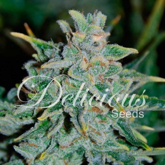 картинка Northern Light Blue Auto от магазина Semki