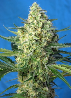 картинка Jack 47 XL Auto от магазина Semki