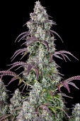 картинка Lemon Pie Auto от магазина Semki
