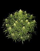 картинка Sour Jealousy Auto от магазина Semki