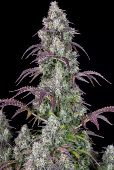 картинка Lemon Pie Auto от магазина Semki