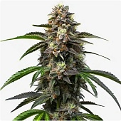 картинка Godfather OG Auto от магазина Semki
