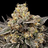 картинка Biscotti Zkittlez от магазина Semki