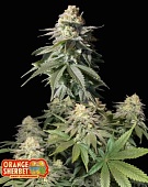 картинка Orange Sherbet Auto от магазина Semki