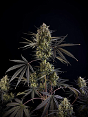 картинка Pound Cake Auto от магазина Semki