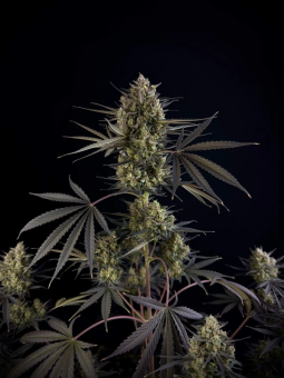 картинка Pound Cake Auto от магазина Semki