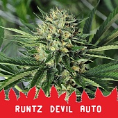 картинка Runtz Devil Auto от магазина Semki