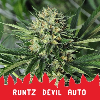 картинка Runtz Devil Auto от магазина Semki