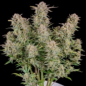 картинка Bruce Banner Auto от магазина Semki