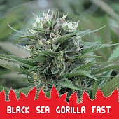 картинка Black Sea Gorilla Fast от магазина Semki