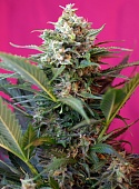 картинка Big Devil XL Auto от магазина Semki