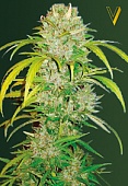 картинка Auto Big Angel от магазина Semki