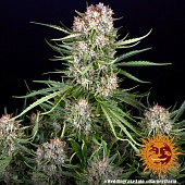 картинка Wedding Cake Auto от магазина Semki