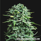 картинка Siberian Haze Auto от магазина Semki