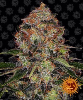 картинка Shiskaberry от магазина Semki