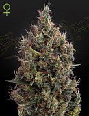 картинка Big Bang Auto от магазина Semki