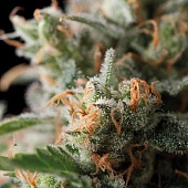 картинка Jack Herer от магазина Semki