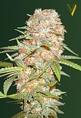 картинка Auto Super Extra Skunk от магазина Semki