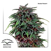 картинка Durban Poison от магазина Semki