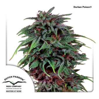 картинка Durban Poison от магазина Semki