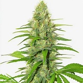 картинка White Widow от магазина Semki