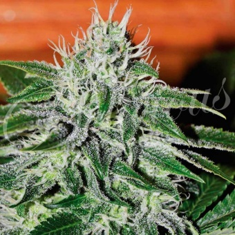 картинка Critical Jack Herer от магазина Semki