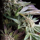 картинка Blueberry от магазина Semki