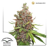 картинка Auto Glueberry O.G. от магазина Semki