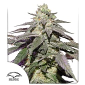 картинка Auto Skywalker Haze от магазина Semki