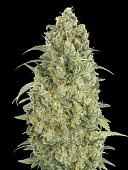 картинка Auto Strawberry Gum от магазина Semki