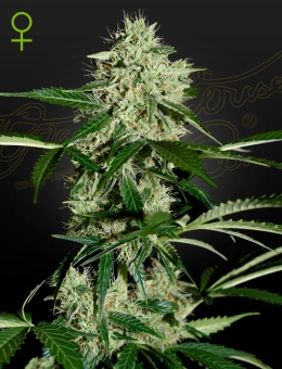 картинка Northern Lights Auto от магазина Semki