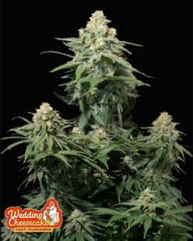картинка Wedding Cheesecake FF от магазина Semki