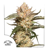 картинка Auto Trichome & Cream от магазина Semki