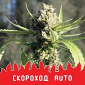 картинка Скороход Auto от магазина Semki