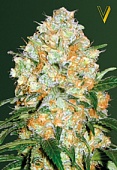 картинка Auto Bubblegum + PRO от магазина Semki
