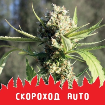 картинка Скороход Auto от магазина Semki