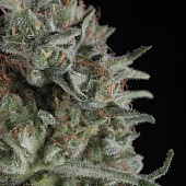 картинка Critical Plus от магазина Semki