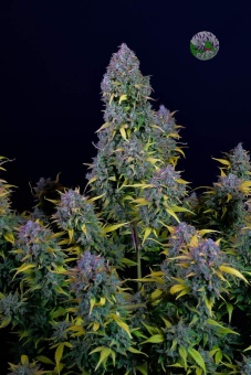 картинка Gelato Auto от магазина Semki