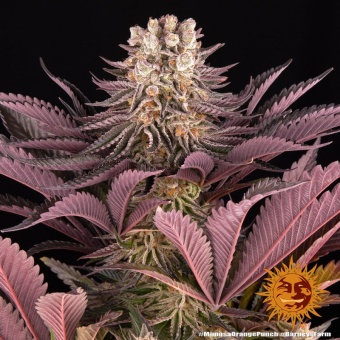 картинка Mimosa x Orange Punch от магазина Semki