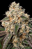картинка Forbidden Fruit Cake от магазина Semki