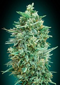 картинка Auto Northern Lights XXL от магазина Semki