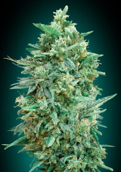 картинка Auto Northern Lights XXL от магазина Semki
