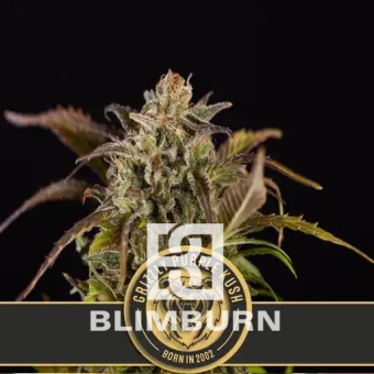 картинка Grizzly Purple Kush от магазина Semki