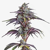 картинка Blackberry Moonstones от магазина Semki