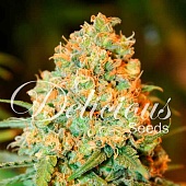 картинка Critical Super Silver Haze от магазина Semki