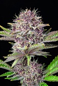 картинка Purple Punch Auto от магазина Semki